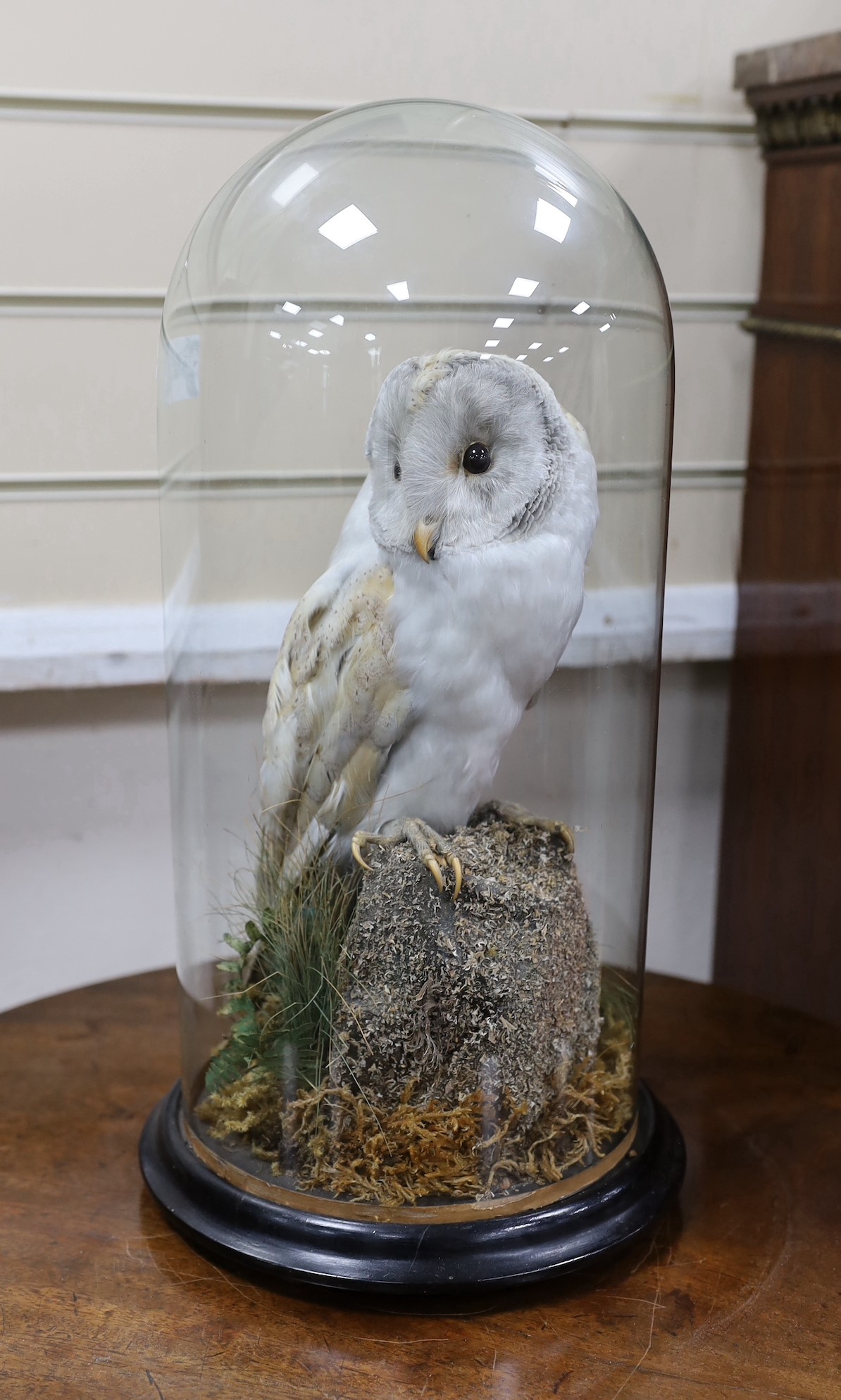 A Barn Owl under a glass dome, 44cms high